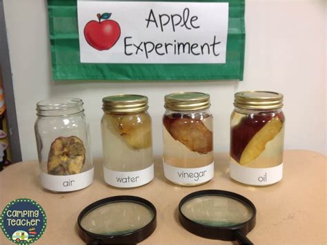 CampingTeacher: Apples Experiment