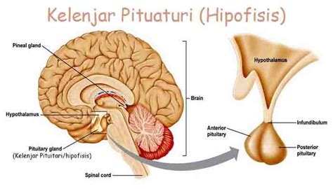 Pengertian Kelenjar Pituitari, Fungsi dan Struktur Bagian Kelenjar ...