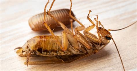 Baby Cockroach: 7 Facts, What they Look Like & 7 Pictures - A-Z Animals