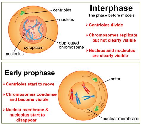 What Duplicates In Prophase