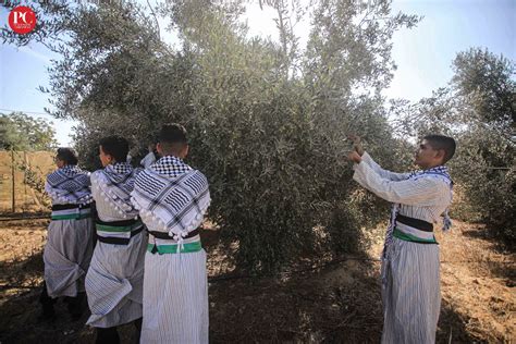 Olive Harvest Season in Palestine Begins amid Songs and Dance (PHOTOS ...