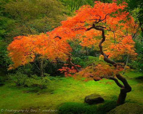 Japanese Maple II | As I walked down the path I saw this bri… | Flickr Japanese Garden Landscape ...