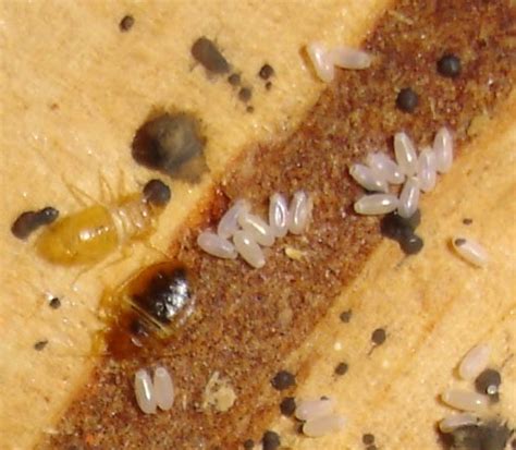 Bed Bug Eggs 1 : Biological Science Picture Directory – Pulpbits.net