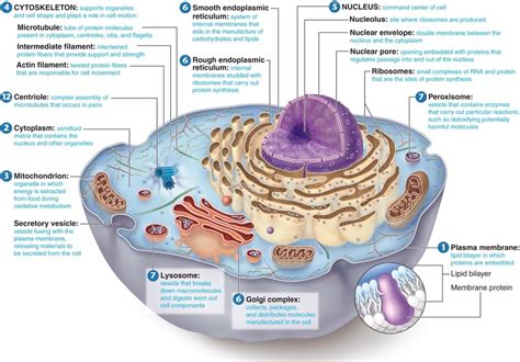 Unit 2.1 - Cell Structure and Function Diagram | Quizlet