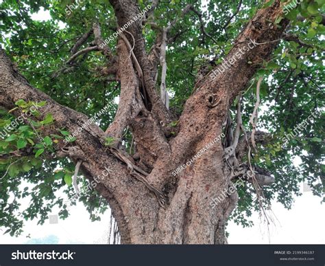 Giant Banyan Tree Tree Life Amazing Stock Photo 2199346187 | Shutterstock