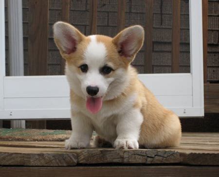 Corgi puppies! :D - Dogs Photo (17924324) - Fanpop