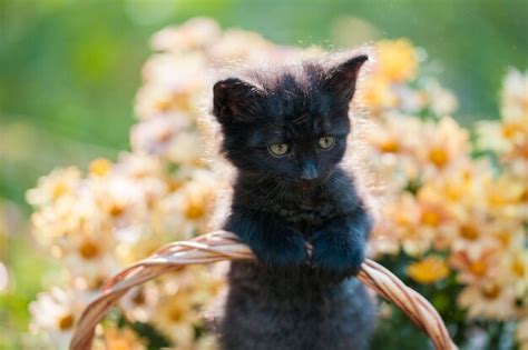 Premium Photo | Little black kitten sitting in the basket with flowers garden