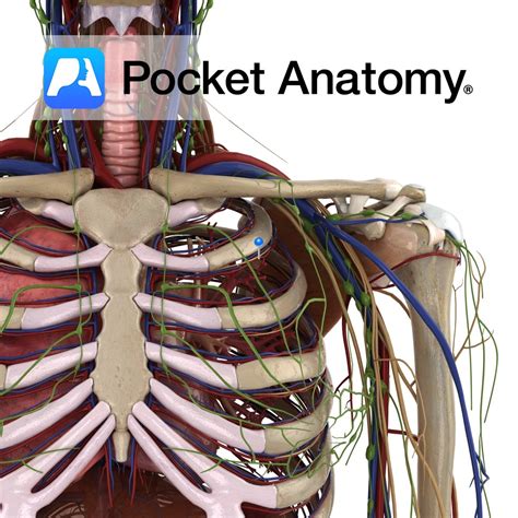 Intercostal nerve 2 - Pocket Anatomy