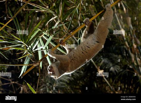 Wild slow loris in natural habitat, photographed in a controlled environment in West Java ...