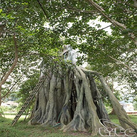 Di tích lịch sử cây đa Tân Trào - Sơn Dương - Tuyên Quang