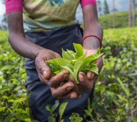 Harvesting Tea Plants - Tips On How To Harvest Camellia Sinensis