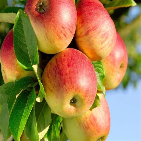 Apple Gold (Grafted) – Fruit Plants & Tree – Baag Bageecha