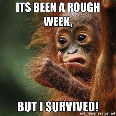 Orangutan Survive - Its been a rough week, But i survived! | Monkeys ...