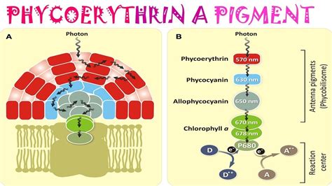 Phycoerythrin a pigment - YouTube