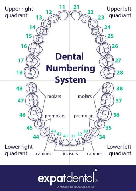 Tooth Numbering System Chart | Porn Sex Picture