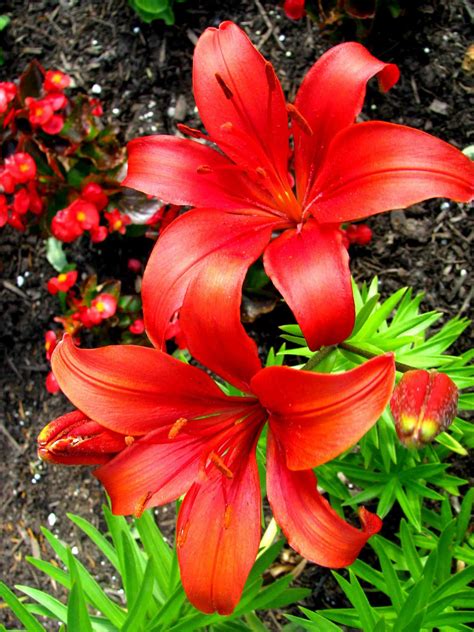 Deep Thoughts: Today's Flowers # 97 - Red Lilies