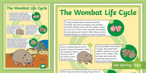 Life Cycle of a Wombat Display Poster | Australian Animals