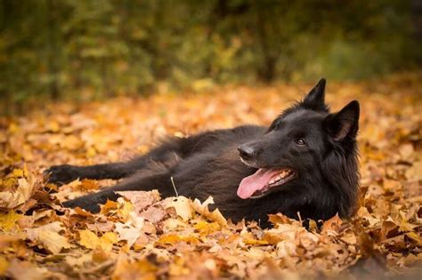 23 Best Ways to Find a Belgian Sheepdog to Adopt or Buy near You - PetBudget