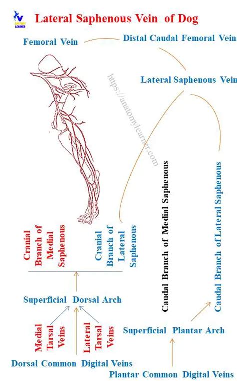 Dog Saphenous Vein (Lateral and Medial) Anatomy » AnatomyLearner >> Veterinary Anatomy Study ...