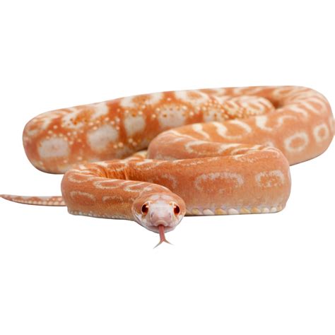 Corn Snake Care Sheet – BuyFeederCrickets.com