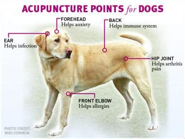 Acupuncturists Bring Pain Relief to Pets - Upper West Side ...