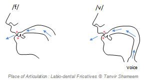 The English Fricatives - Tanvir's Blog