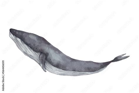 Realistic blue minke whale watercolor painting on white background for ...