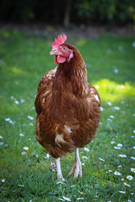 Free-Range Chickens: Top 10 Pros and Cons - Crafty Chicken Co