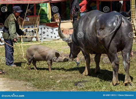 Black Buffalo with Pig at Funeral Ceremony. Tana Toraja Editorial Stock ...