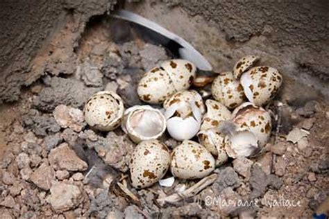 gambel’s quail nest | marianne skov jensen