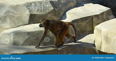 Baboons are Old World Monkeys Stock Image - Image of head, chacma ...