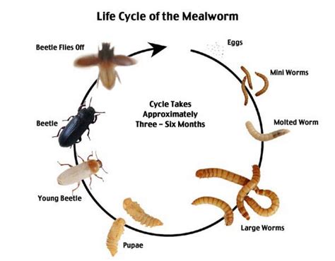 How to Raise Mealworms? - #1 Guide | Atbuz