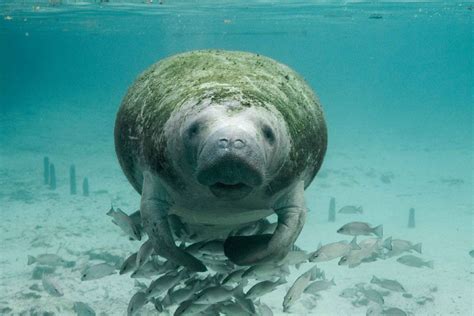 Manatee Facts, Pictures & Information. Meet The 3 Species Of Sea Cow