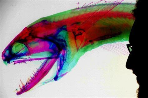 Dragonfish with invisible human teeth found - Daily Star