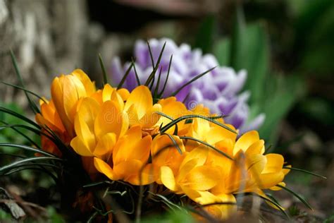 Yellow and purple crocuses stock image. Image of close - 19538177