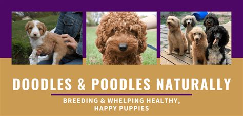 About Our Natural Standard Poodle & Doodle Breeders