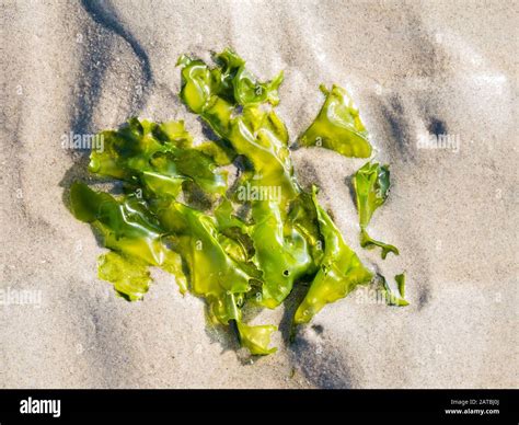 Edible leaves of sea lettuce, Ulva lactuca, plant on sand at low tide ...