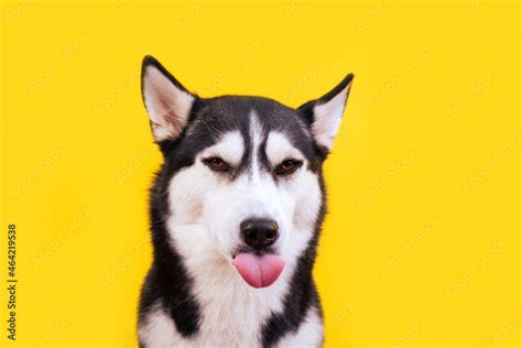 Portrait licking husky dog with worried face on yellow background ...