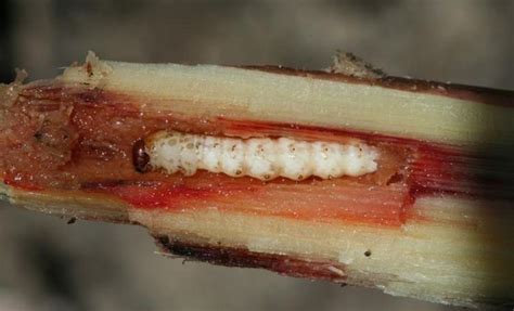 Fact sheet - Sugarcane borer (277)