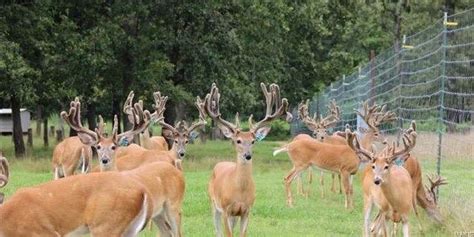 Yes, You Really Could Have Your Very Own Missouri Deer Farm