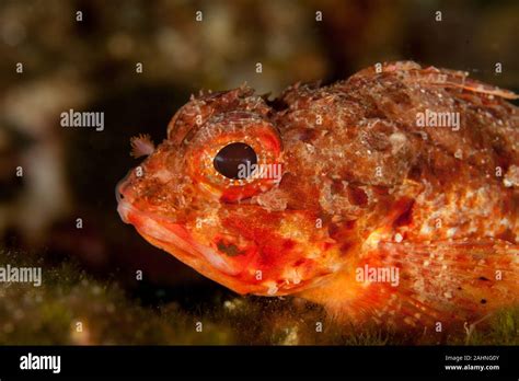 Scorpionfish, Scorpaenidae are a family of mostly marine fish that ...