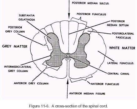 Posterior grey column and substantia gelatinosa | Gelatinas