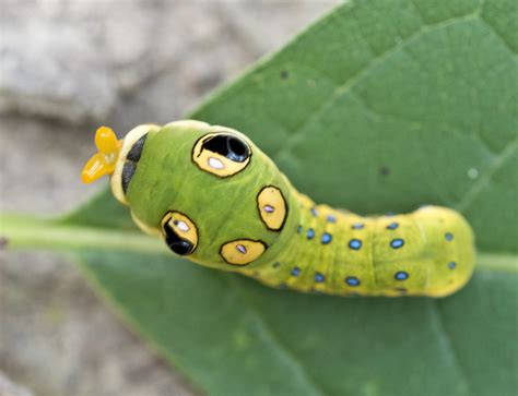 spicebush swallowtail caterpillar | Flickr