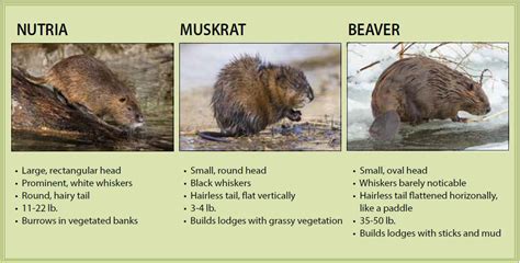 Muskrat Vs Nutria