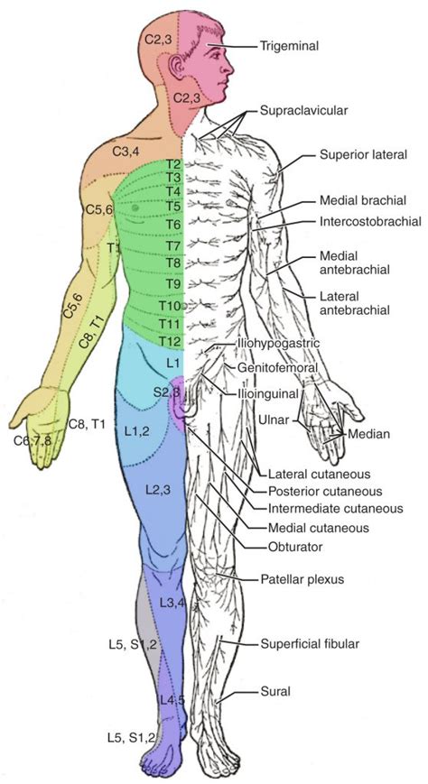 6.6: Assessing Sensory Function - Medicine LibreTexts