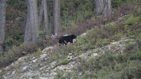 Black Bear Hunting - Tips For Success - eatingthewild.com