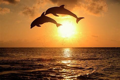 dolphin jumping in sunset ocean | heavenly skys | Pinterest ...