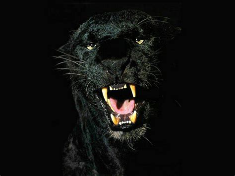 Black Jaguar Animal Wallpapers - Top Free Black Jaguar Animal ...