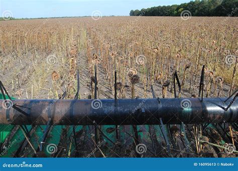 Sunflower harvesting stock image. Image of farm, iron - 16095613