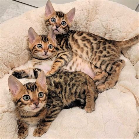 Bengal cat for sale near me Archives - ZENA CAT breeders